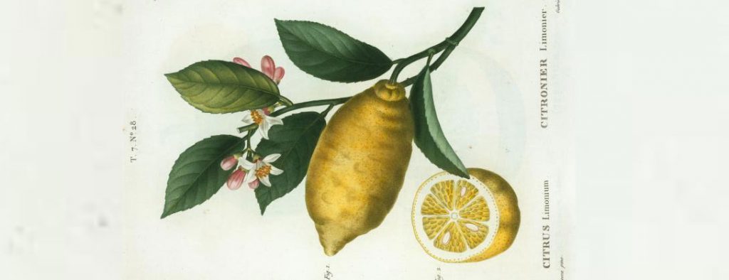 Ilustração do limão